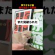 賢すぎる子猫、薬を見抜く名探偵！#shorts   #動物 #ペット