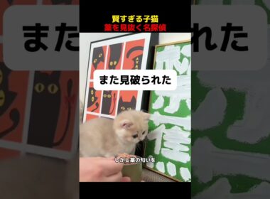 賢すぎる子猫、薬を見抜く名探偵！#shorts   #動物 #ペット