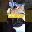 【飼い主がガチ咳込んで苦しんだ…結果がこちら！】(⚠️生咳音あり、ご注意ください）おっちょこちょい🐸村/Occhokochoi Village