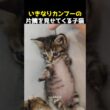 いきなりカンフーの片鱗を見せてくる子猫
