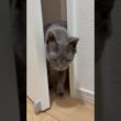 閉めてみたら、開けてきた_20260802 #shorts #cat #ロシアンブルー #猫