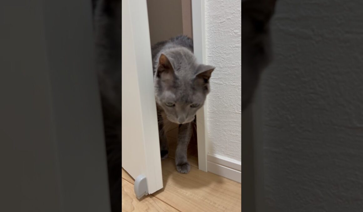 閉めてみたら、開けてきた_20260802 #shorts #cat #ロシアンブルー #猫