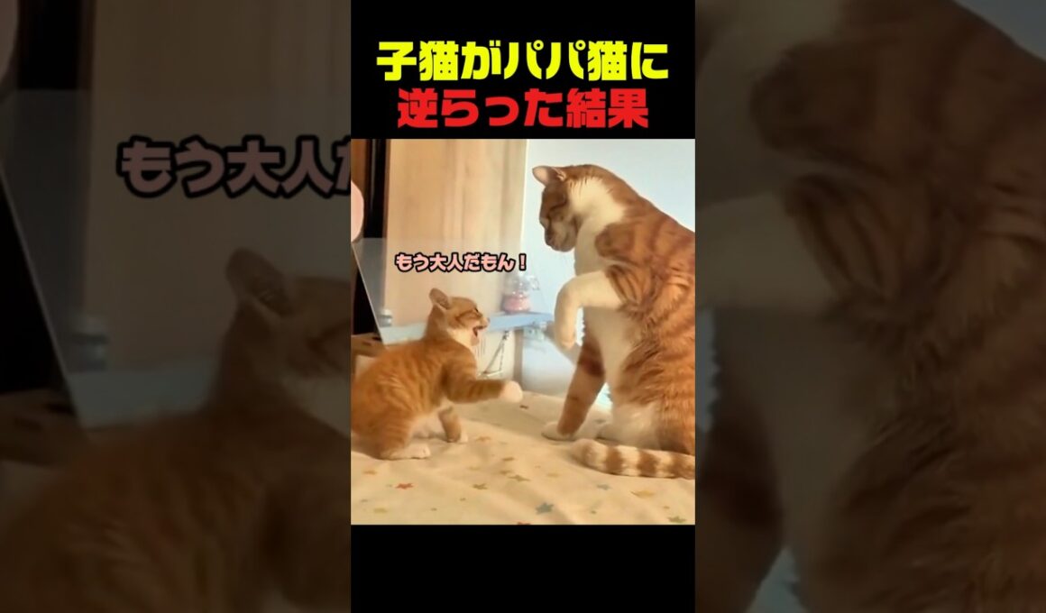 パパ猫に逆らった子猫の末路ｗ #子猫 #猫  #猫のいる暮らし #猫動画 #親子猫 #チーズ猫