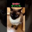 なぜか冬だけ変わるシャム猫の色