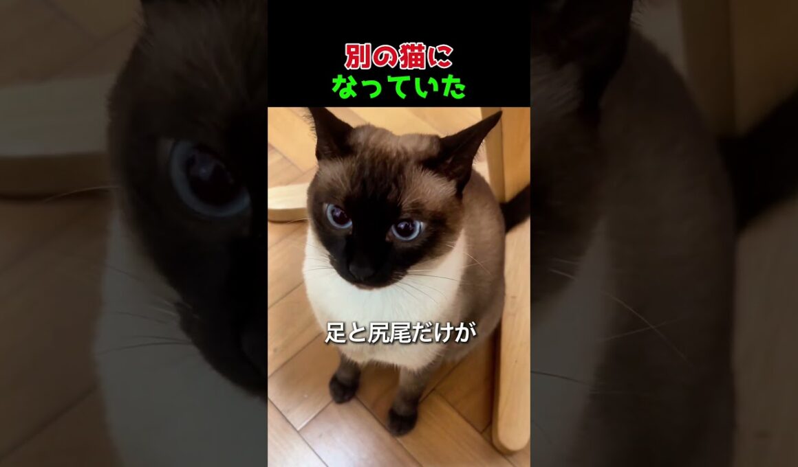 なぜか冬だけ変わるシャム猫の色