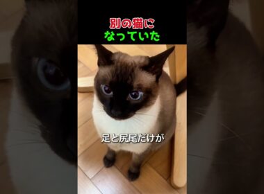 なぜか冬だけ変わるシャム猫の色