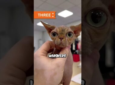 The Cat That Looks AI-Generated (The Truth About the Devon Rex)