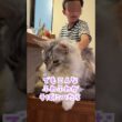 夏休み、少年の宿題を見守る大型猫。気になってしょうがない#shorts