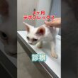 爪らしきものが取れた4ヶ月のデボンレックスが動物病院にやって来た！