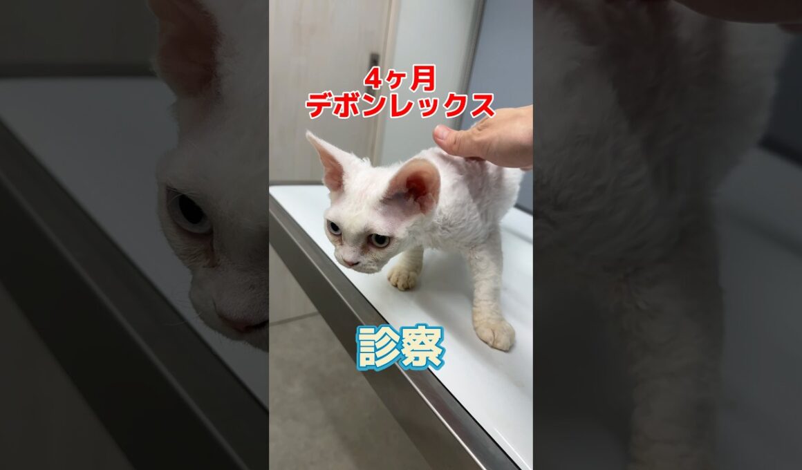 爪らしきものが取れた4ヶ月のデボンレックスが動物病院にやって来た！