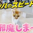 【猛暑日】庭子猫が突然家の中に入ってきました！［三毛母猫の子猫］