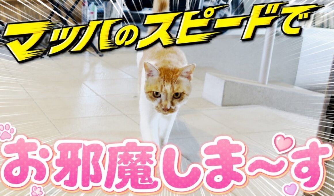 【猛暑日】庭子猫が突然家の中に入ってきました！［三毛母猫の子猫］