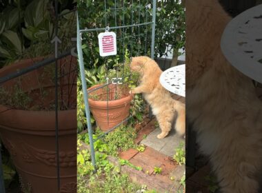 夏の思い出🐾セミと猫【サイベリアン・ずんだ】  #shorts #サイベリアン #猫 #セミ