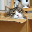 飼い主にずっと喋りかけてくる猫が可愛すぎるから絶対に見て