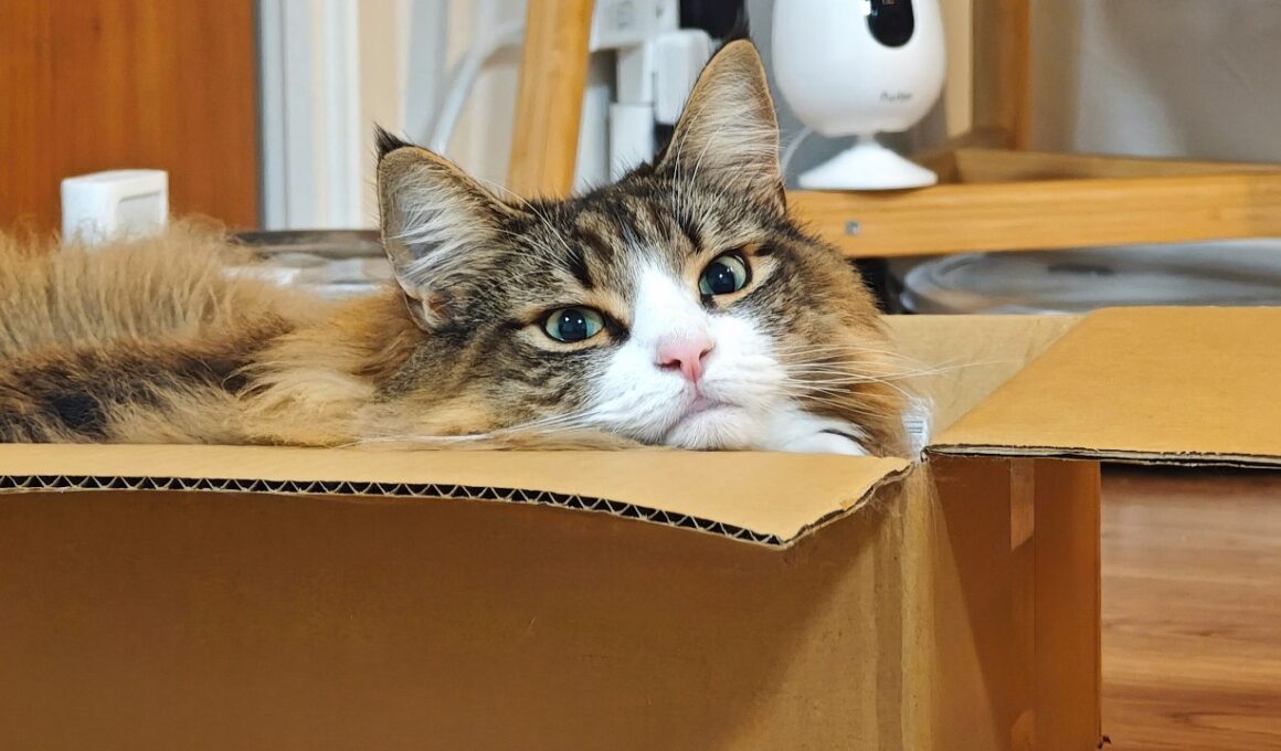 飼い主にずっと喋りかけてくる猫が可愛すぎるから絶対に見て