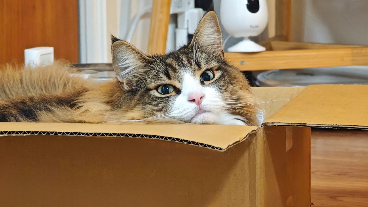 飼い主にずっと喋りかけてくる猫が可愛すぎるから絶対に見て - Meow Moe | meowmoe.com
