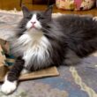 【スリル⁉︎】怖いお兄ちゃんと遊びたい！！！末っ子ターキッシュアンゴラとノルウェージャンフォレストキャット