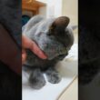 【本物（番外）：スフィンクス座りのMadam Dorothy】#Shorts #猫動画 #ブリティッシュショートヘアー #モフモフ猫 #猫ビデオ #猫のいる暮らし #猫の後頭部 #猫をモフる