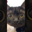圧倒的…きゅるるんフェイス！#shorts