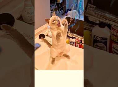 抱っこが大好きな甘えん坊猫に、新しいおもちゃを見せたら…🥹💕