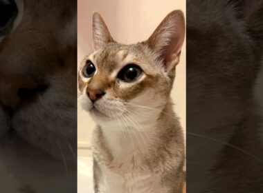 たぬき猫にフンフンされたのでフンフン返しをするシンガプーラなのにゃ♪#cat #シンガプーラ #トンキニーズ#たぬき猫#singapura#tonkinese