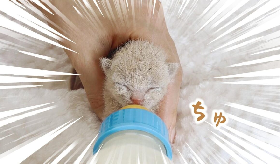 【77→111g】「ちゅちゅちゅ」子猫たちミルクいっぱい飲んで、くねくねしてよく寝て成長してるよ～【保護猫生活6日目】