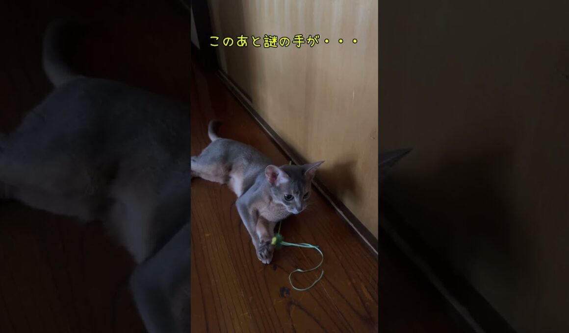 謎の手 #shorts #アビシニアン  #cat