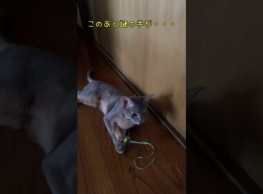 謎の手 #shorts #アビシニアン  #cat