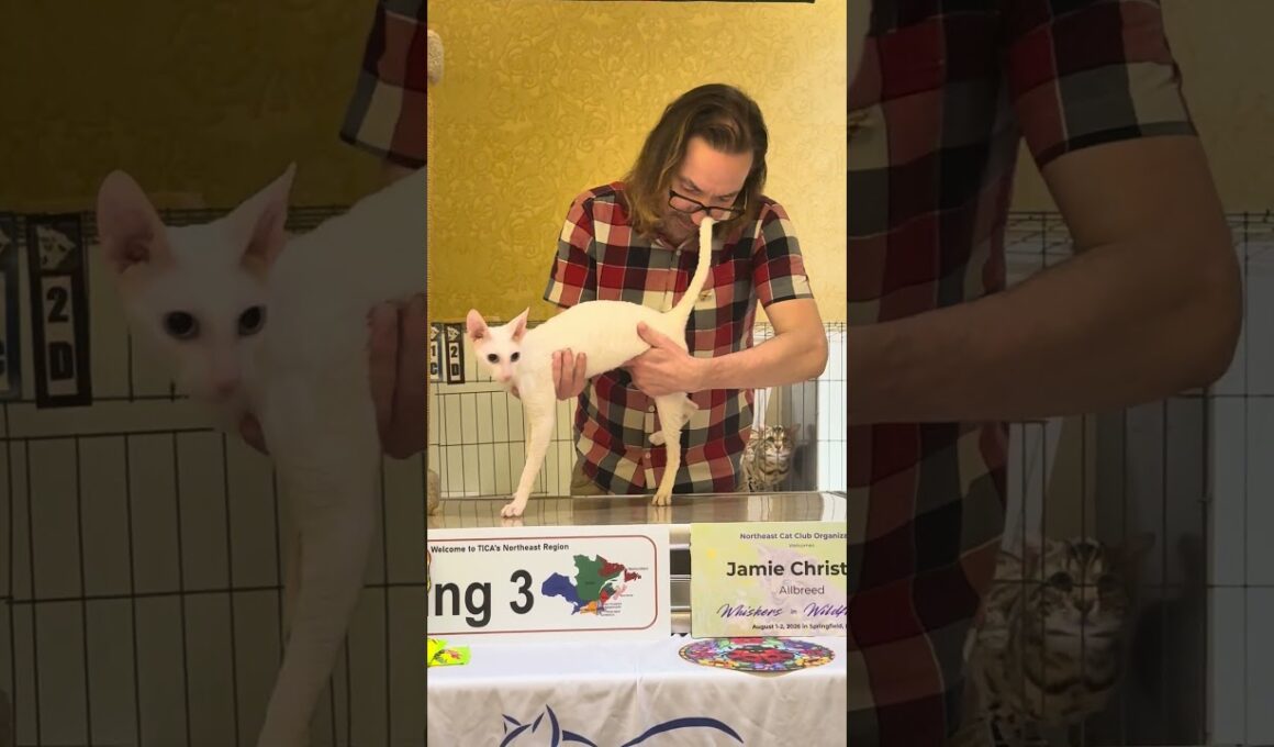 DEW at Jamie Christian Ring. #cornishrex #newyorkcornishrex