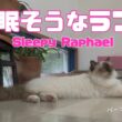バーマン猫ラフ【眠そうなラフ】Sleepy Raphael（バーマン猫）Birman/Cat