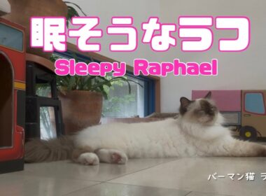 バーマン猫ラフ【眠そうなラフ】Sleepy Raphael（バーマン猫）Birman/Cat