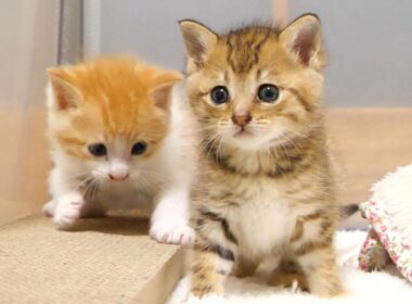 不思議な鳴き声が聞こえてそわそわしてる子猫達【赤ちゃん猫　保護猫】【日本語字幕】