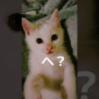 13日目の番外編【川で助けた子猫】可愛すぎて番外編出す！　#保護猫 #子ネコ #cat  #こちょめ