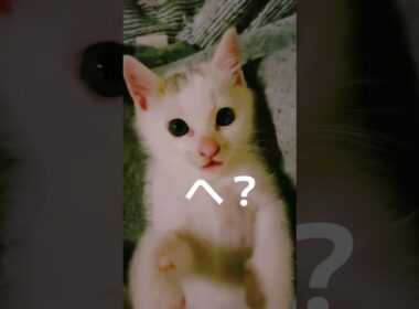 13日目の番外編【川で助けた子猫】可愛すぎて番外編出す！　#保護猫 #子ネコ #cat  #こちょめ