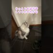 夜、玄関で少年の帰りを待っていてくれた大型猫#shorts