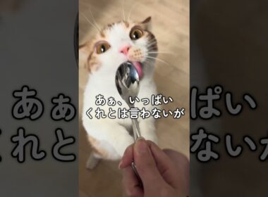 【替え歌】短足マンチカンのモフモフハートの子守唄　#猫のいる暮らし #猫 #youtubeshorts
