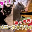 【ジャパニーズボブテイル】飼い主との悲しい別れを乗り越え…人は大好きだけど猫には厳しすぎる黒猫ココちゃん（保護猫カフェ森のねこ舎）淡路Black Japanese Bobtail