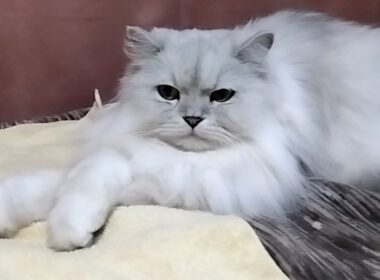 ペルシャ猫　手をクロス　シャー　不愛想　威嚇