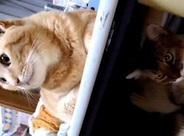 ソマリと虎猫　超可愛い