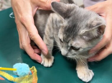 病気の子猫、初めての予防接種に行ってきました