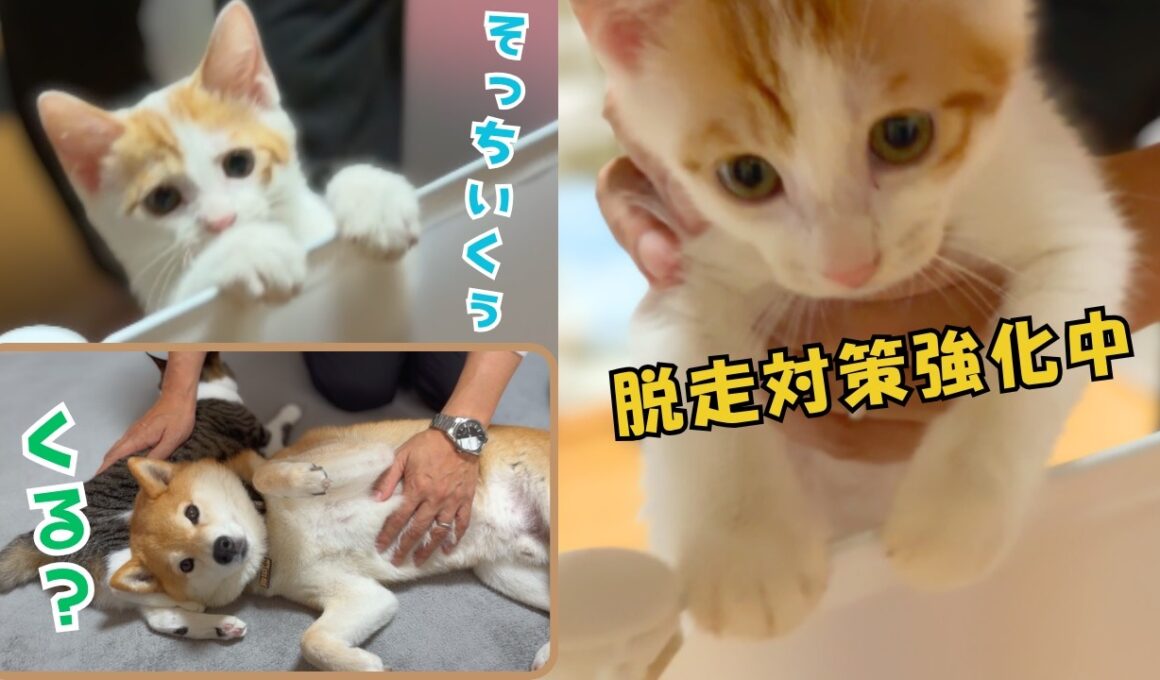 保護子猫の成長が早すぎる…あっという間にフェンスを跳び越えるようになったので２重対策しました