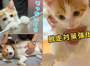 保護子猫の成長が早すぎる…あっという間にフェンスを跳び越えるようになったので２重対策しました