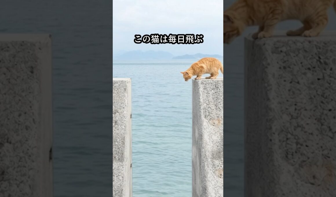 毎日、海辺の堤防を飛ぶ猫。その小さな背中に隠された忘れられない思い出