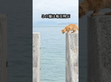 毎日、海辺の堤防を飛ぶ猫。その小さな背中に隠された忘れられない思い出