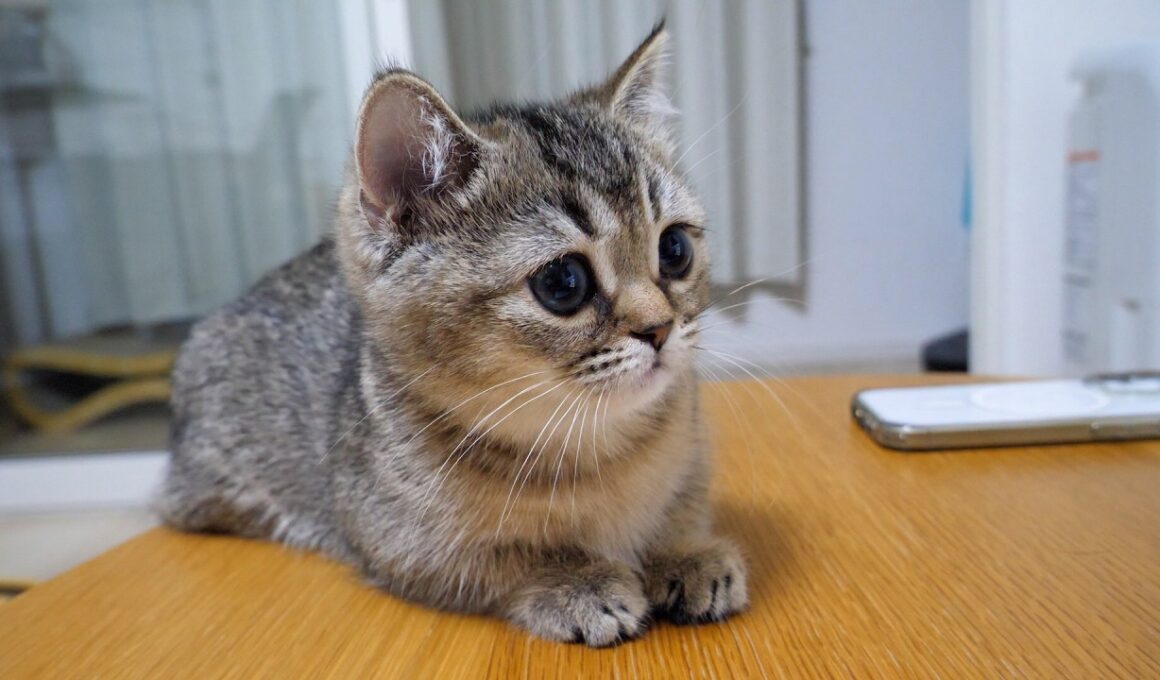 Here’s a kitten who watches anime more intently than its owner…