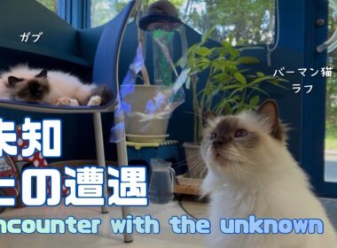 バーマン猫ガブとラフ【未知との遭遇】Encounter with the unknown（バーマン猫）Birman/Cat