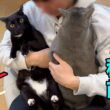 我が家の怪獣‥２歳児パワーに猫たち大混乱‼︎