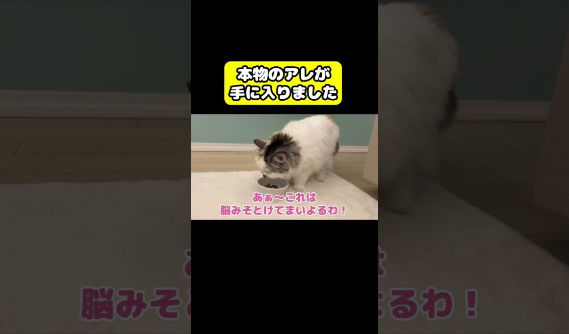 本物のアレが手に入りました　#猫 #おもしろ #アテレコ #ニャンチューバーつくし