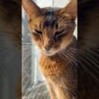日向ぼっこのねこちゃん　#cat # #アビシニアン #ねこ