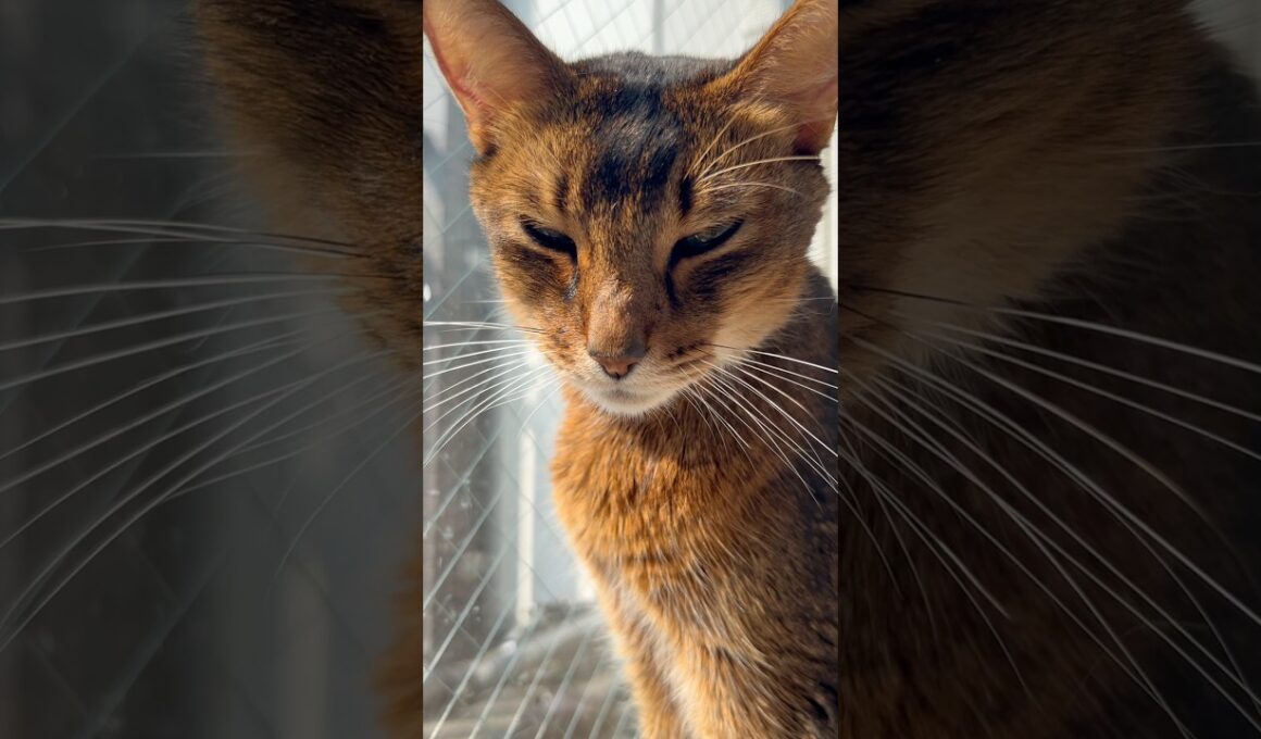 日向ぼっこのねこちゃん　#cat # #アビシニアン #ねこ